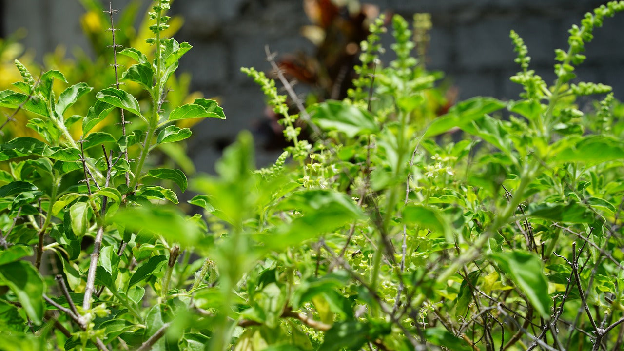 Tulsi